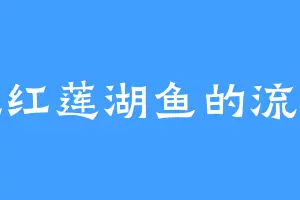 爱吃红莲湖鱼的流浪猫